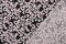 Black-White-Pink Rayon Floral Printed Challis Woven Fabric By the Yard